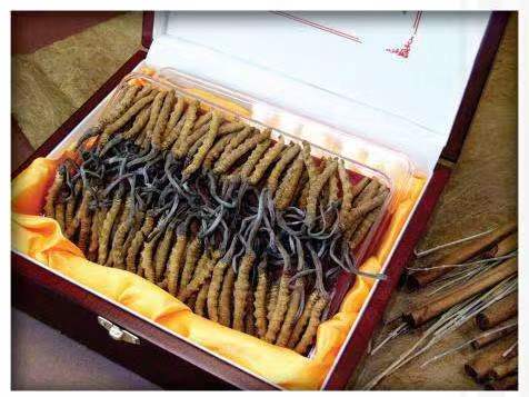 恭城冬虫夏草回收